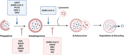 Autophagy as a dual-faced host response to viral infections